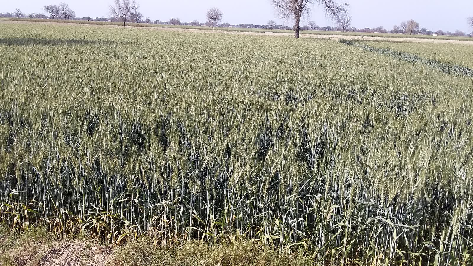 A ripening wheat field under an open sky